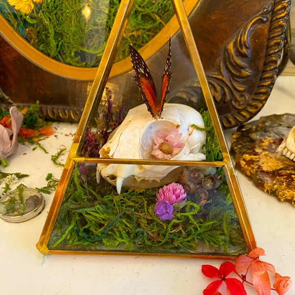 🐈⬛ 🦋 ☠️ in Triangular Terrarium - Picture 1 of 6